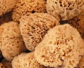 Natural and synthetic sponges: the real guide to eco-friendly body care